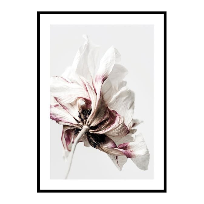 Poster Gallerix Anemone Flower