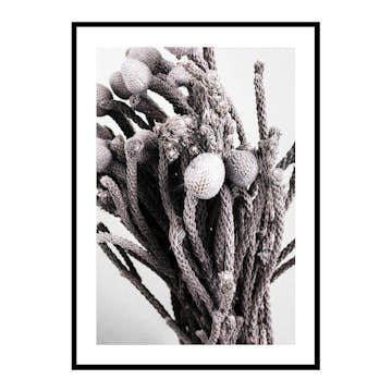 Poster Gallerix Dried Silver Brunia