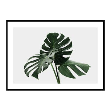 Poster Gallerix Monstera Delicosa