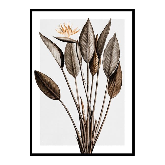 Poster Gallerix Bird Of Paradise