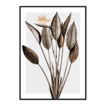 Poster Gallerix Bird Of Paradise