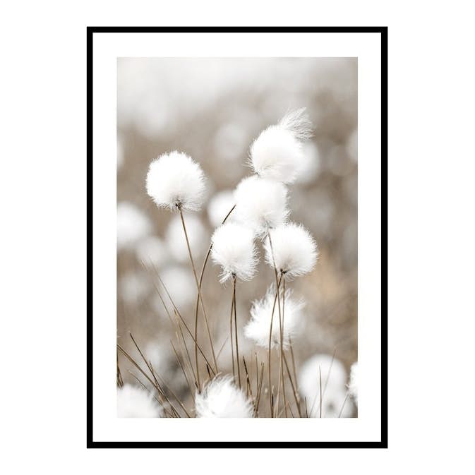 Poster Gallerix Cottongrass