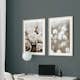 Poster Gallerix Cottongrass