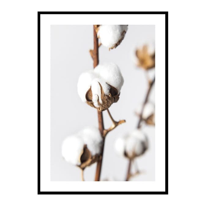Poster Gallerix Cotton Close Up