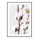 Poster Gallerix Cotton Close Up