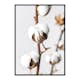 Poster Gallerix Cotton Close Up