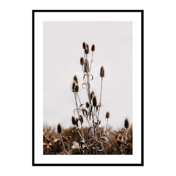 Poster Gallerix Reeds