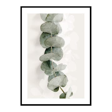 Poster Gallerix Eucalyptus No8