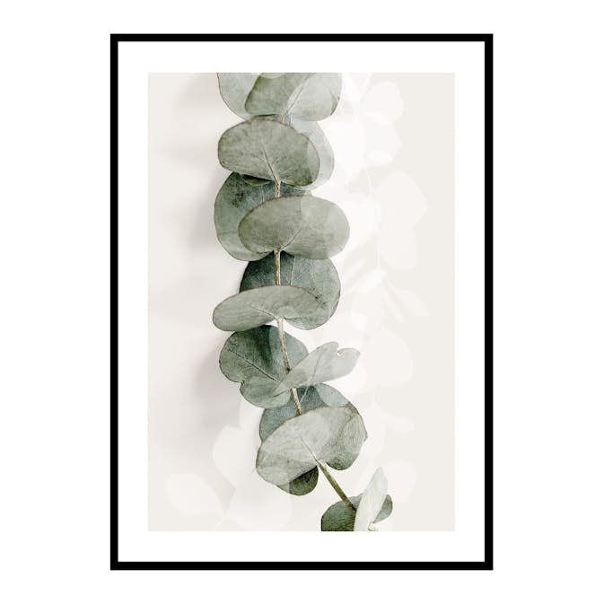 Poster Gallerix Eucalyptus No8