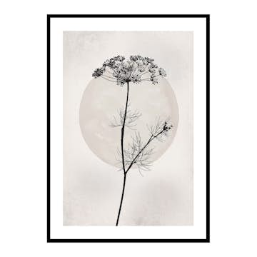 Poster Gallerix Dried Flower Silhouette
