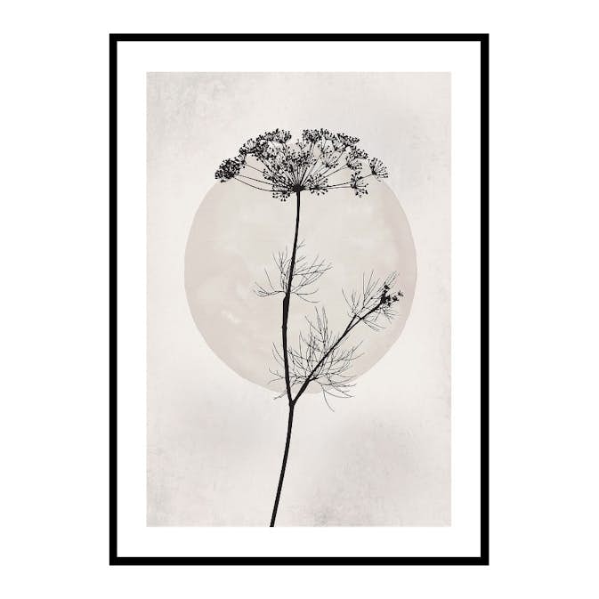 Poster Gallerix Dried Flower Silhouette