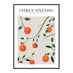 Poster Gallerix Citrus Sinensis
