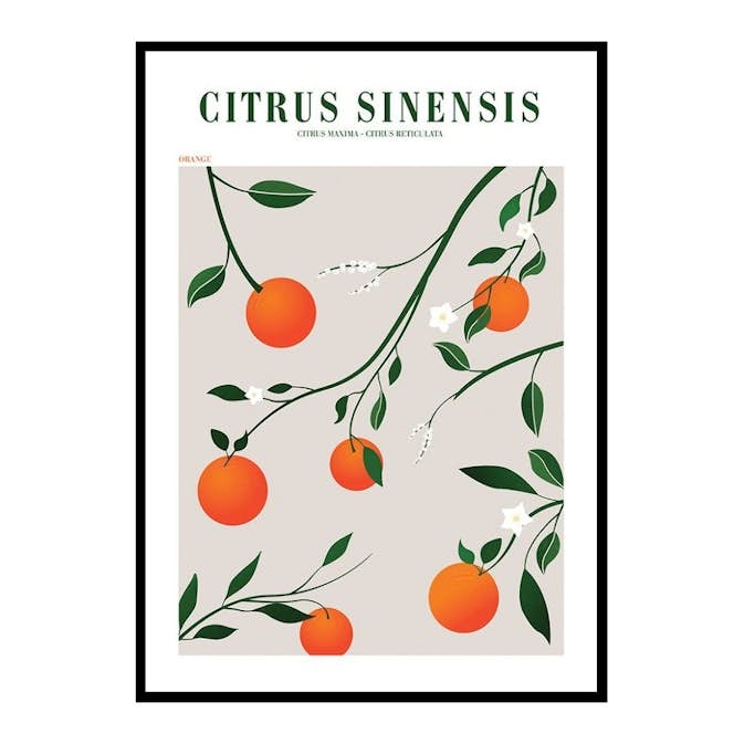 Poster Gallerix Citrus Sinensis