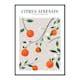 Poster Gallerix Citrus Sinensis