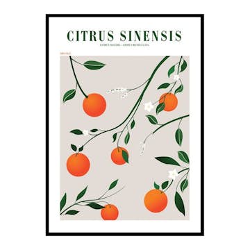 Poster Gallerix Citrus Sinensis