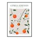 Poster Gallerix Citrus Sinensis