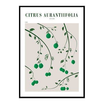 Poster Gallerix Citrus Aurantifolia