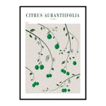 Poster Gallerix Citrus Aurantifolia