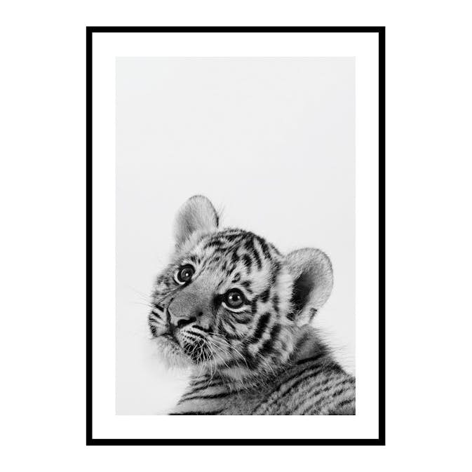 Poster Gallerix Tiger Cub