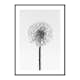 Poster Gallerix Dandelion With Dew