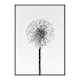 Poster Gallerix Dandelion With Dew