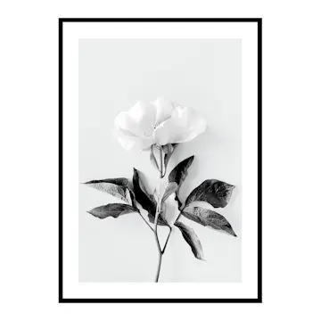 Poster Gallerix Peony BW