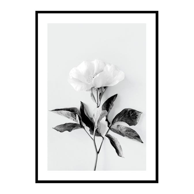 Poster Gallerix Peony BW