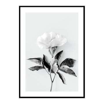 Poster Gallerix Peony BW