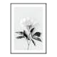Poster Gallerix Peony BW