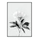 Poster Gallerix Peony BW