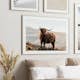 Poster Gallerix Highland Cow In Sunlight