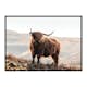 Poster Gallerix Highland Cow In Sunlight
