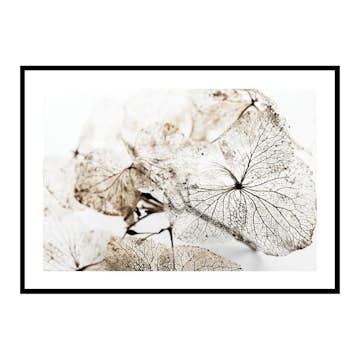 Poster Gallerix Dried Leaf