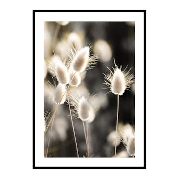 Poster Gallerix Grass In Sunlight