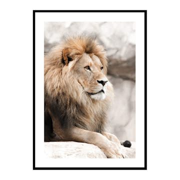 Poster Gallerix Gazing Lion