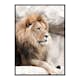 Poster Gallerix Gazing Lion