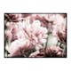 Poster Gallerix Pink Tulip