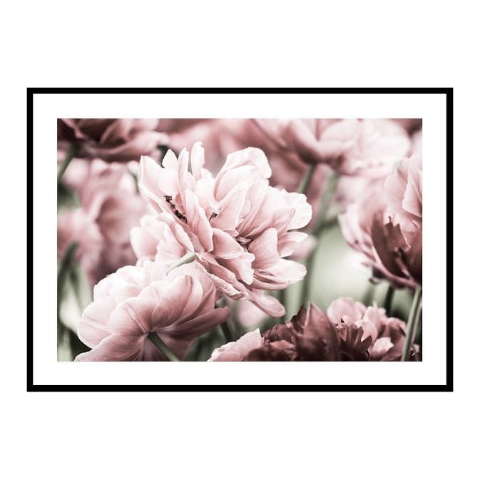 Poster Gallerix Pink Tulip