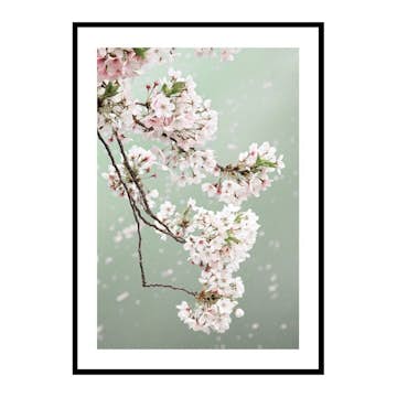 Poster Gallerix Cherry Blossom