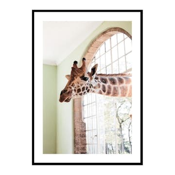 Poster Gallerix Giraffe Through Window