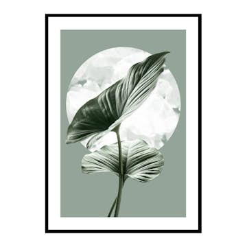 Poster Gallerix Homalomena