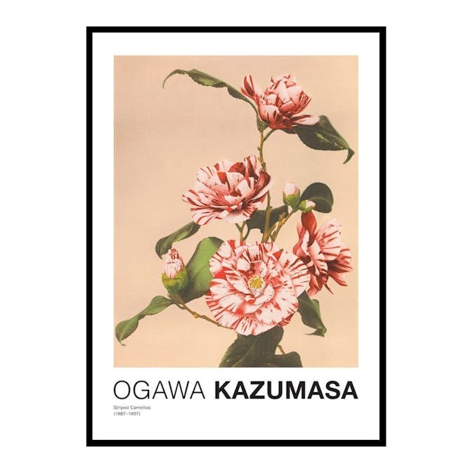 Poster Gallerix Striped Camellias by Ogawa Kazumasa