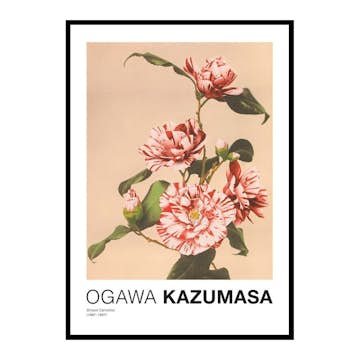 Poster Gallerix Striped Camellias by Ogawa Kazumasa