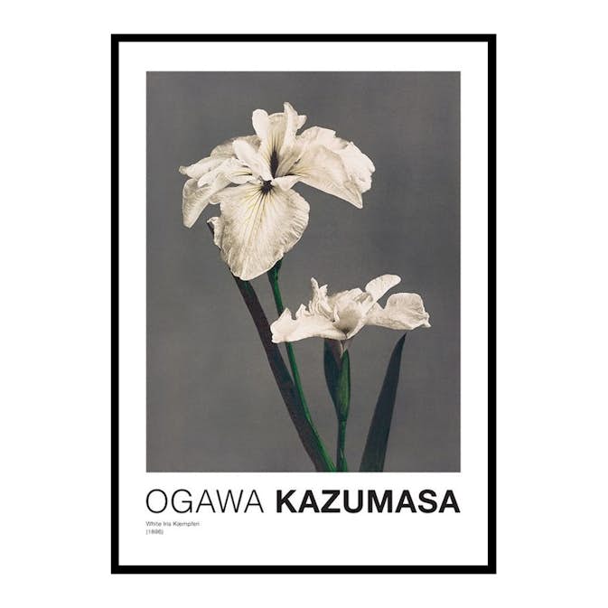 Poster Gallerix White Iris Kæmpferi By Kazumasa Ogawa