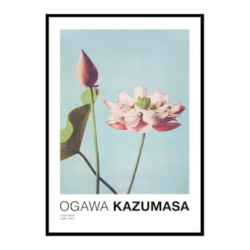 Poster Gallerix Lotus Flowers By Ogawa Kazumasa