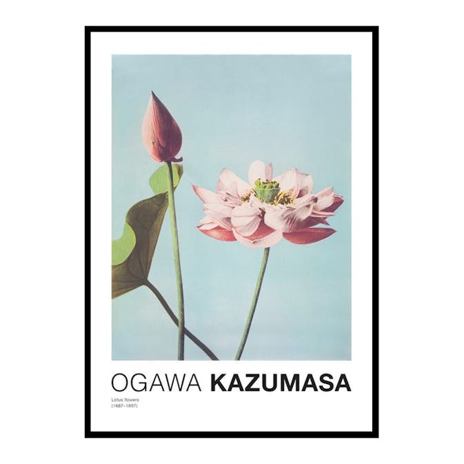 Poster Gallerix Lotus Flowers By Ogawa Kazumasa