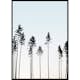 Poster Gallerix Tall Trees At Dusk