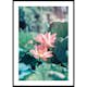 Poster Gallerix Lotus Flowers