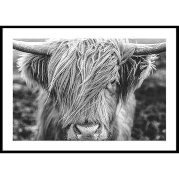 Poster Gallerix Highland Cow B&W