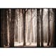 Poster Gallerix Pinewood Forest